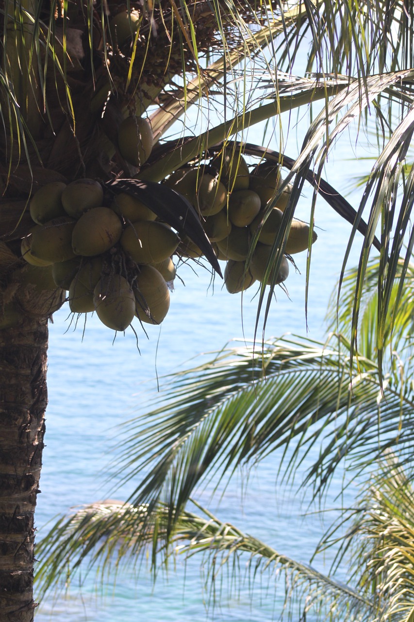 nature coconut tropical free photo