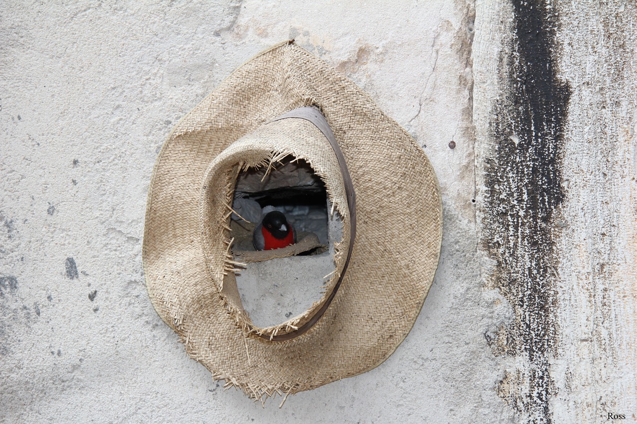 nature shelter hat free photo