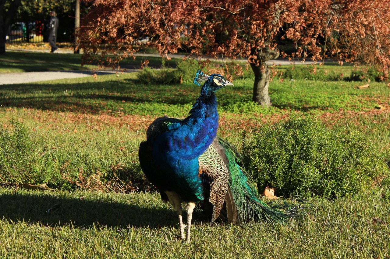 nature animal peacock free photo