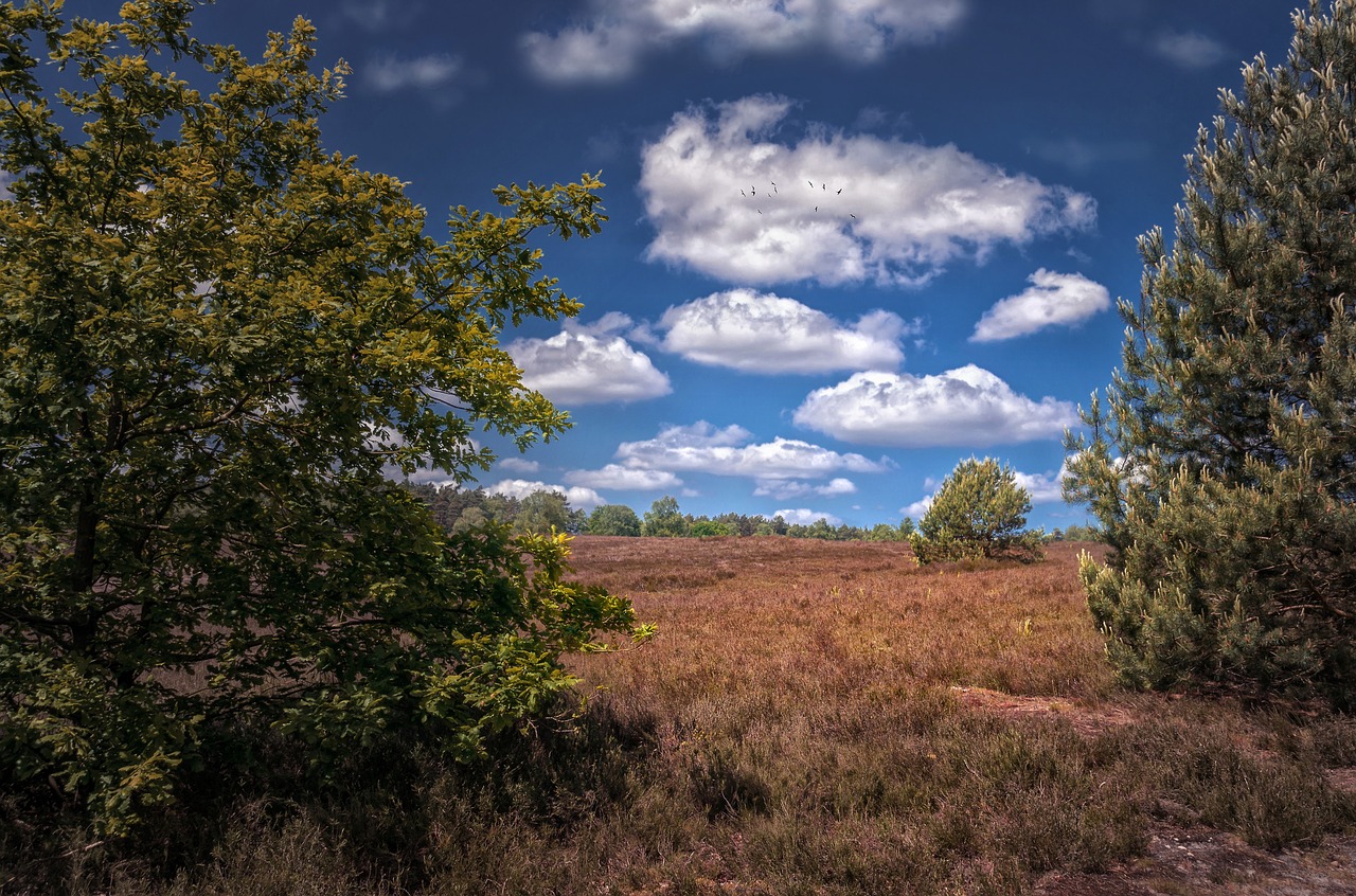 nature landscapes summer free photo