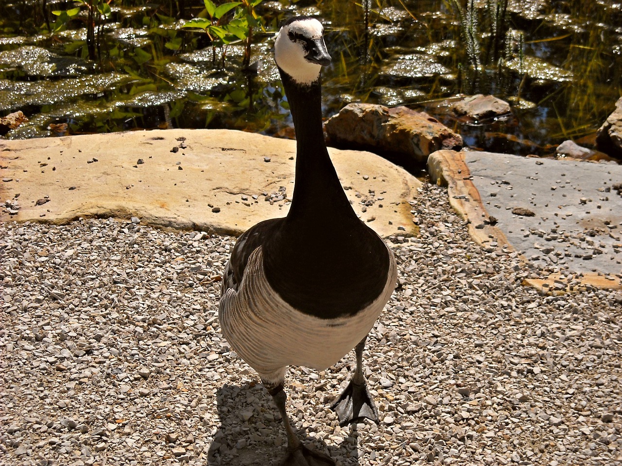 nature animals ducks free photo