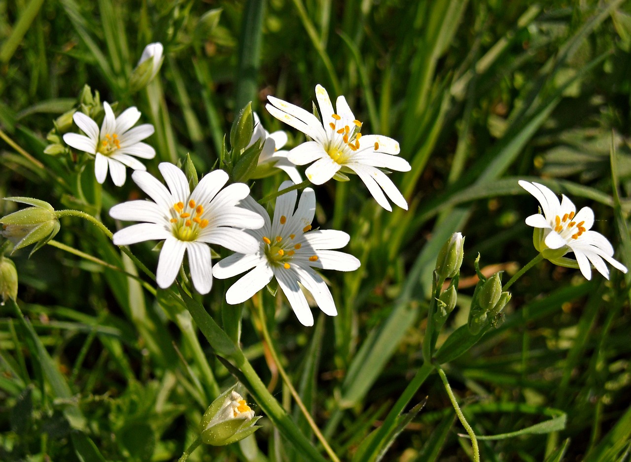 nature green grass free photo