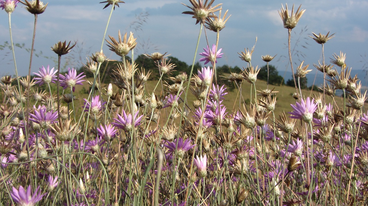 summer nature flowers free photo