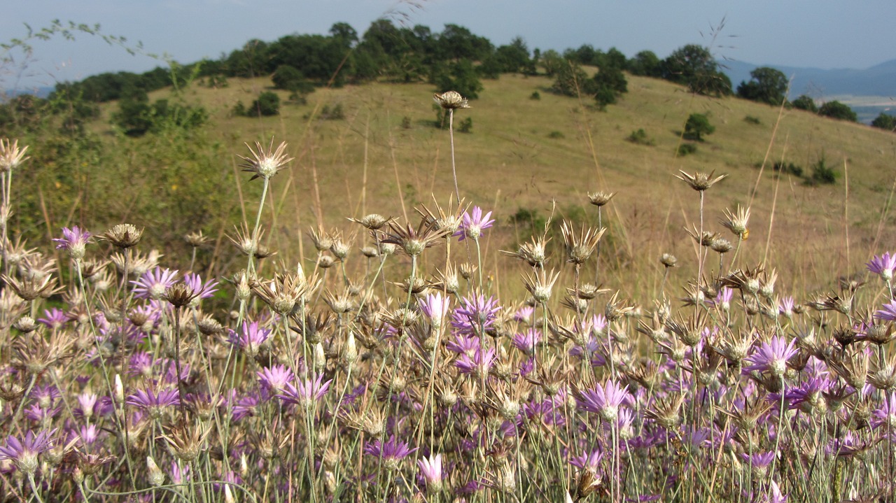 nature flowers forest free photo