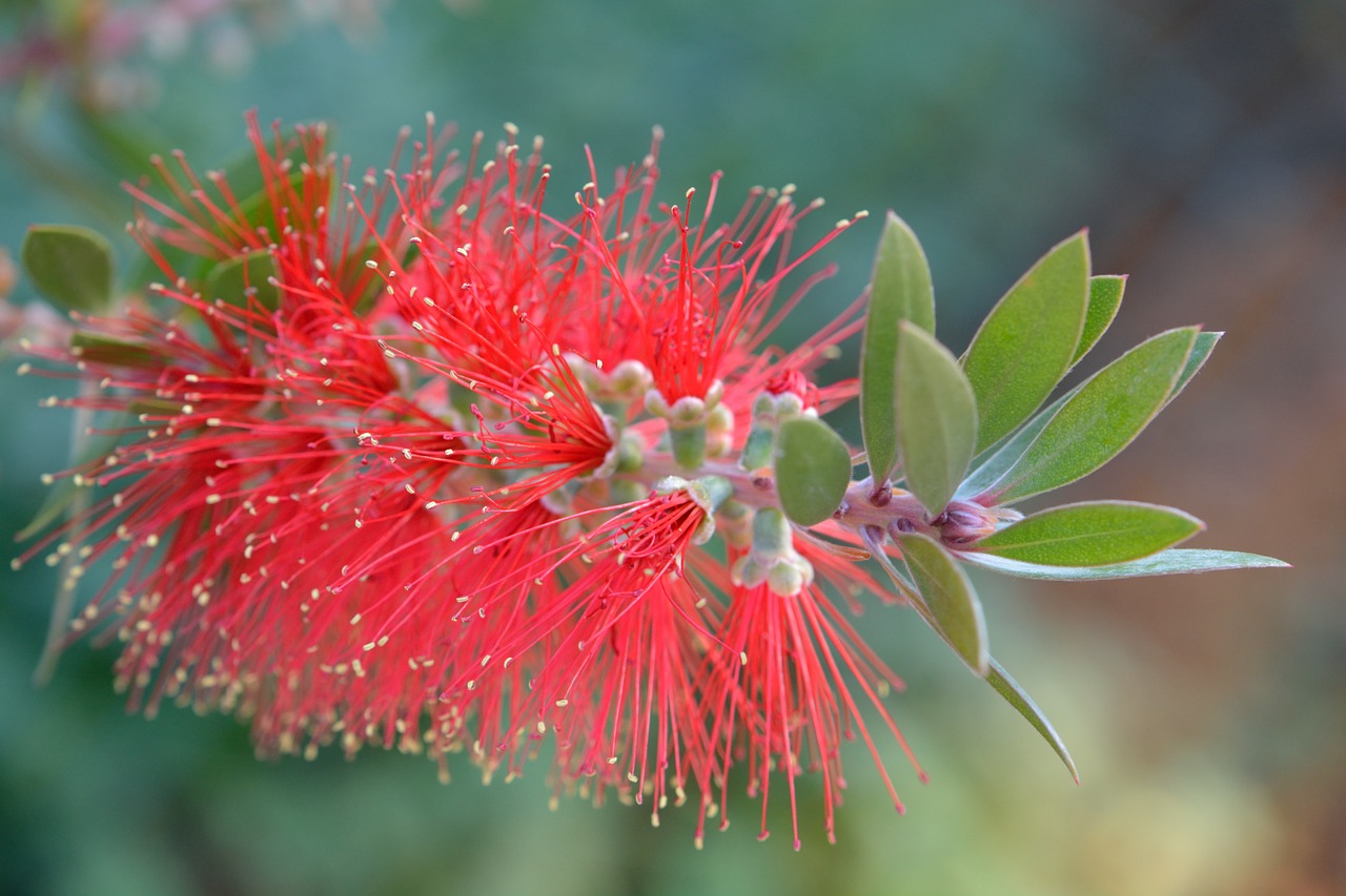 nature flower red free photo