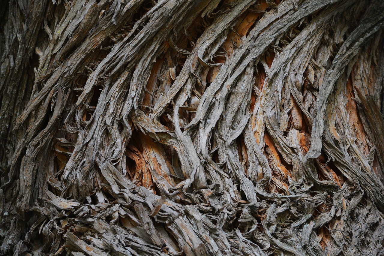 nature tree bark free photo