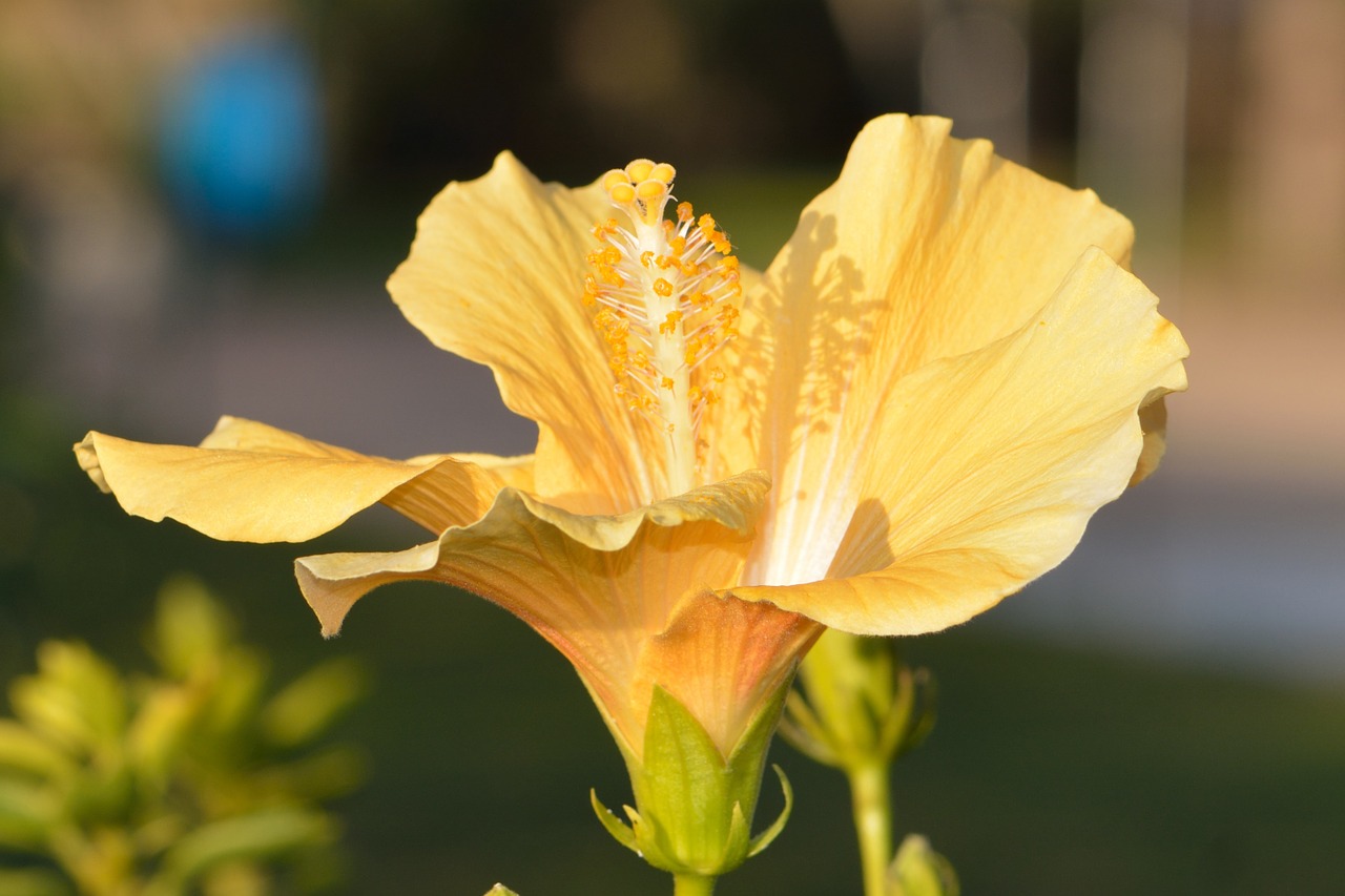 nature flower yellow free photo