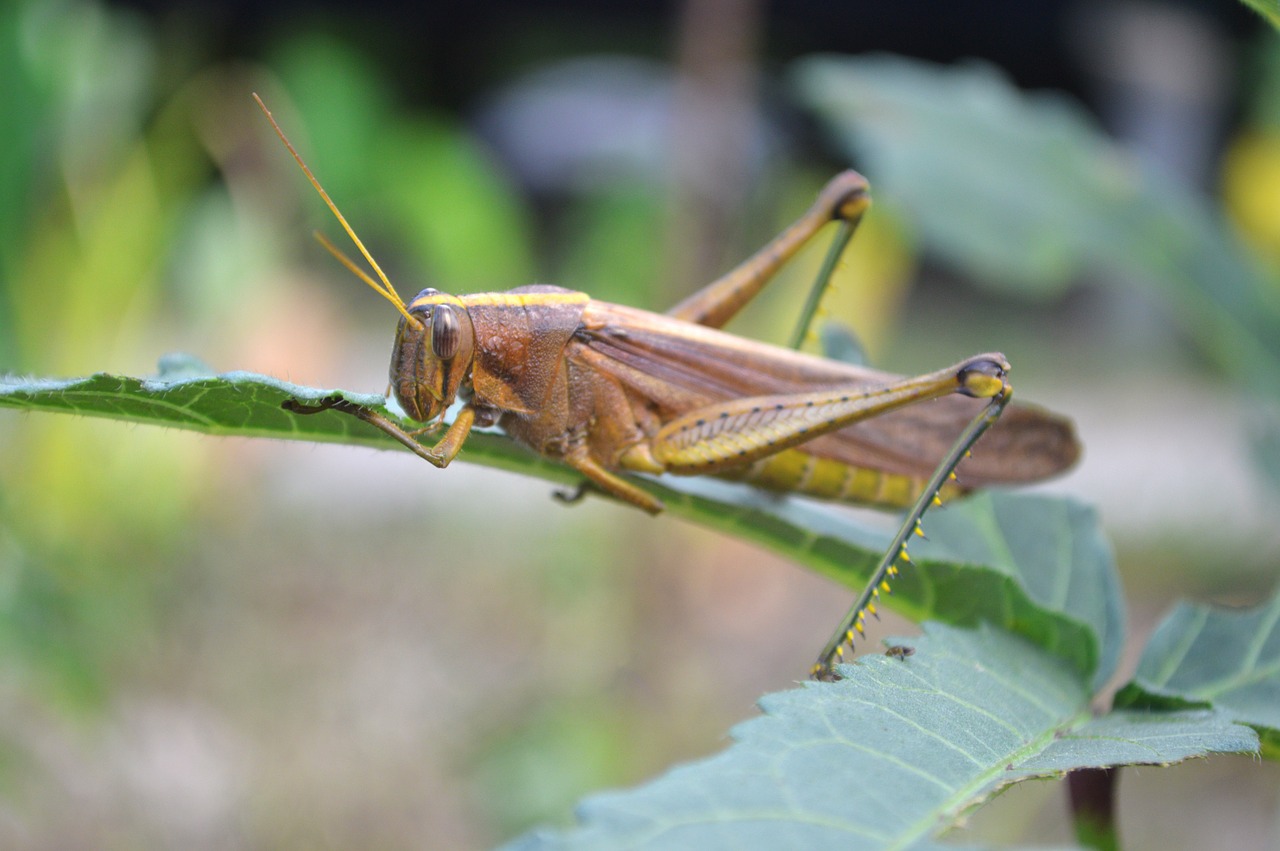 nature grasshopper guyana free photo