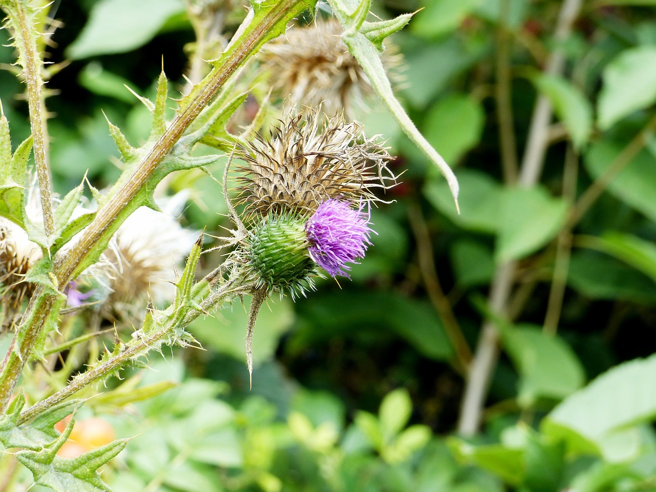 thistle blossom bloom free photo