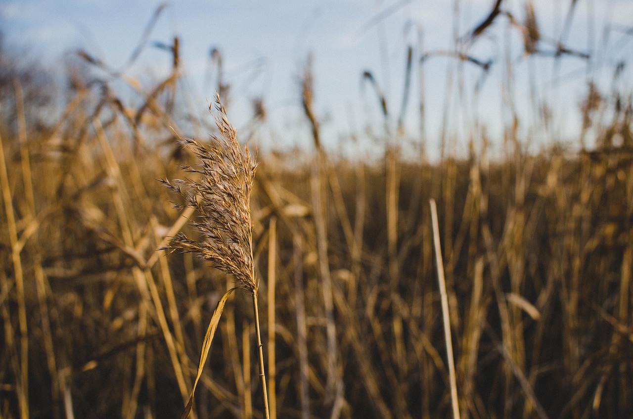 reed nature landscape free photo