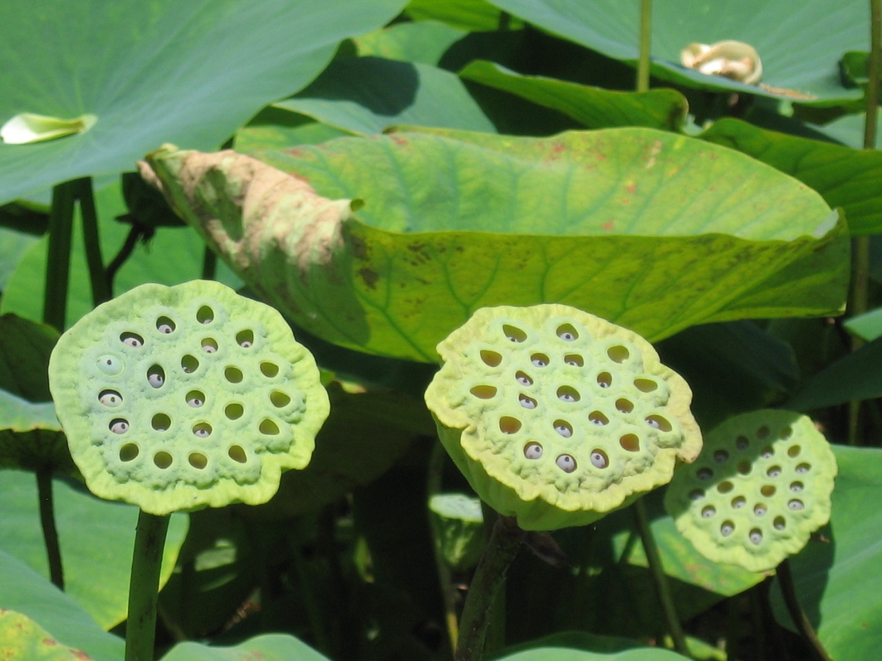 nature water plants pond free photo