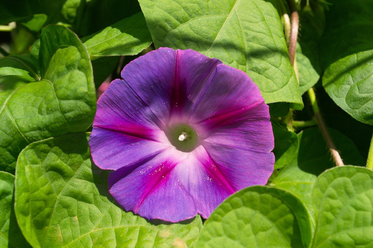 nature flowers plant free photo