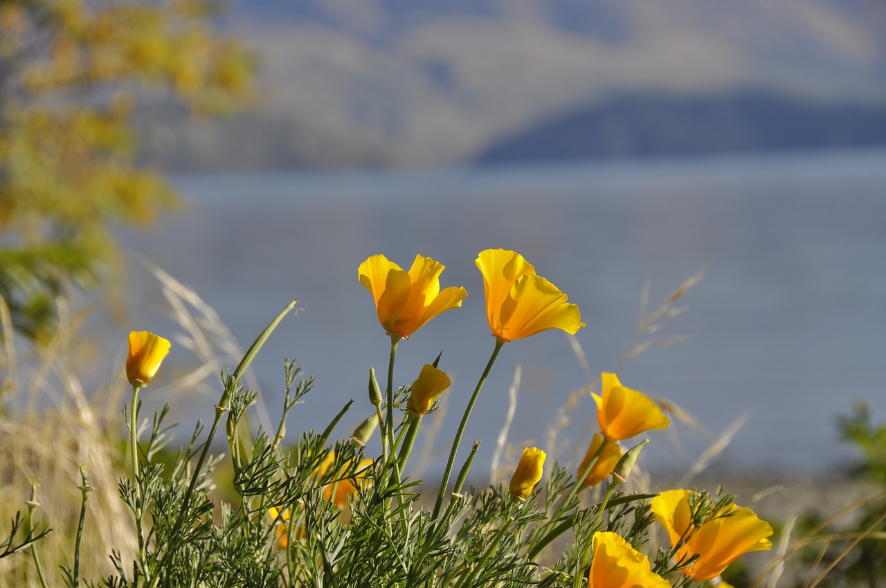 flower yellow wildflowers free photo