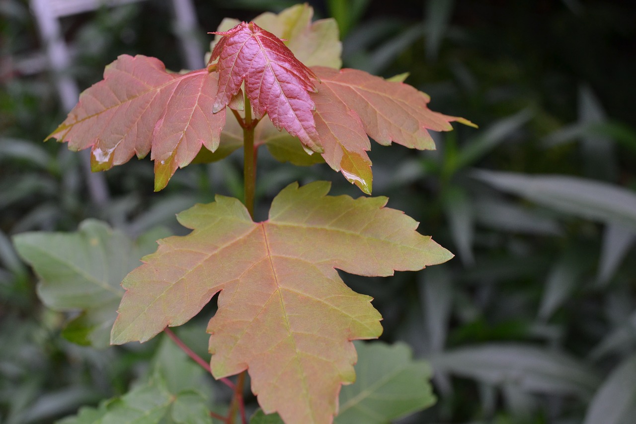 nature leaves leaf free photo