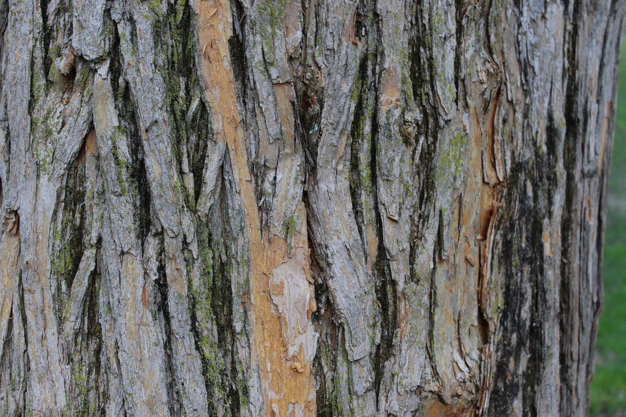 bark nature tree free photo