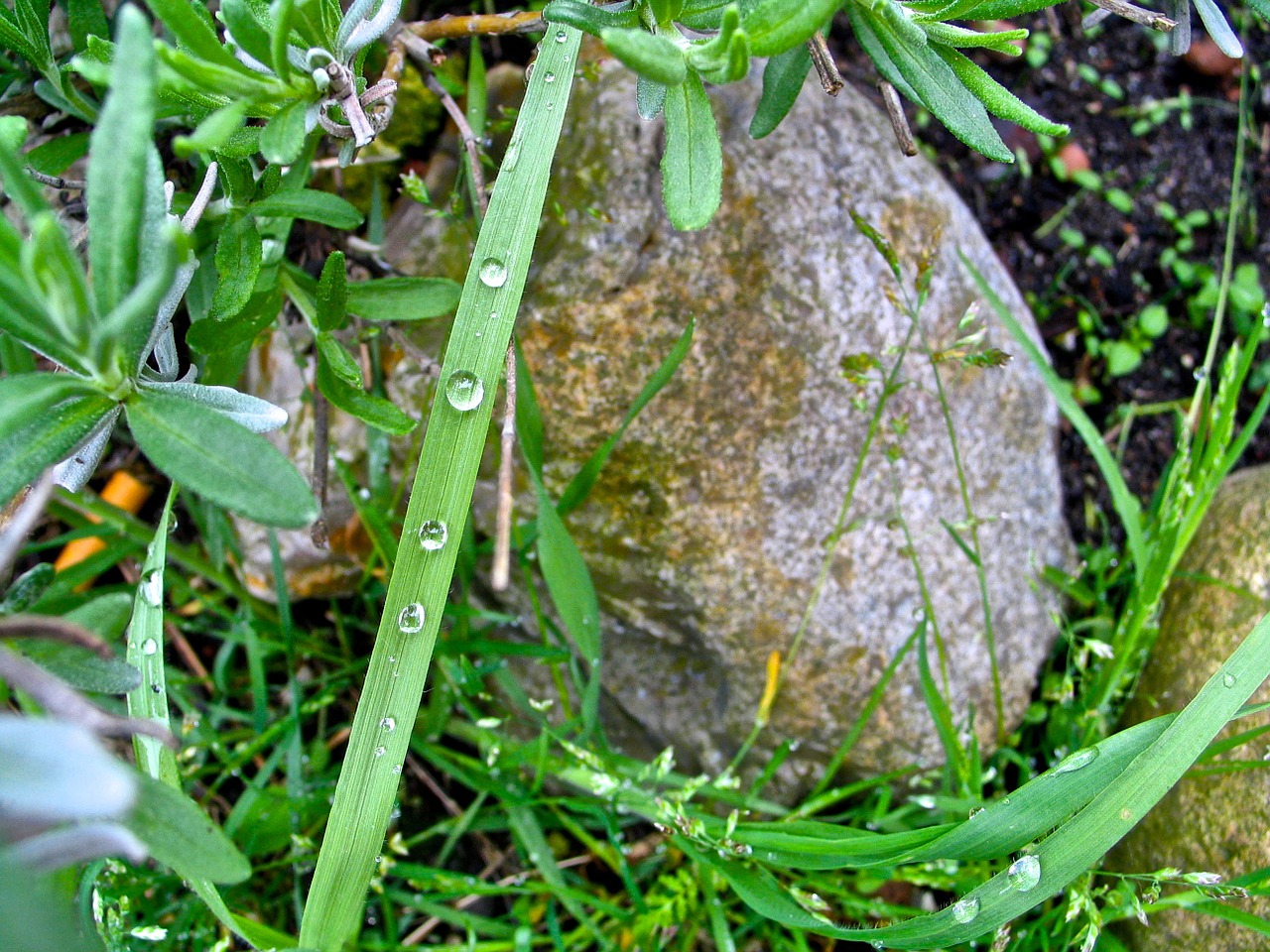 nature raindrop close free photo