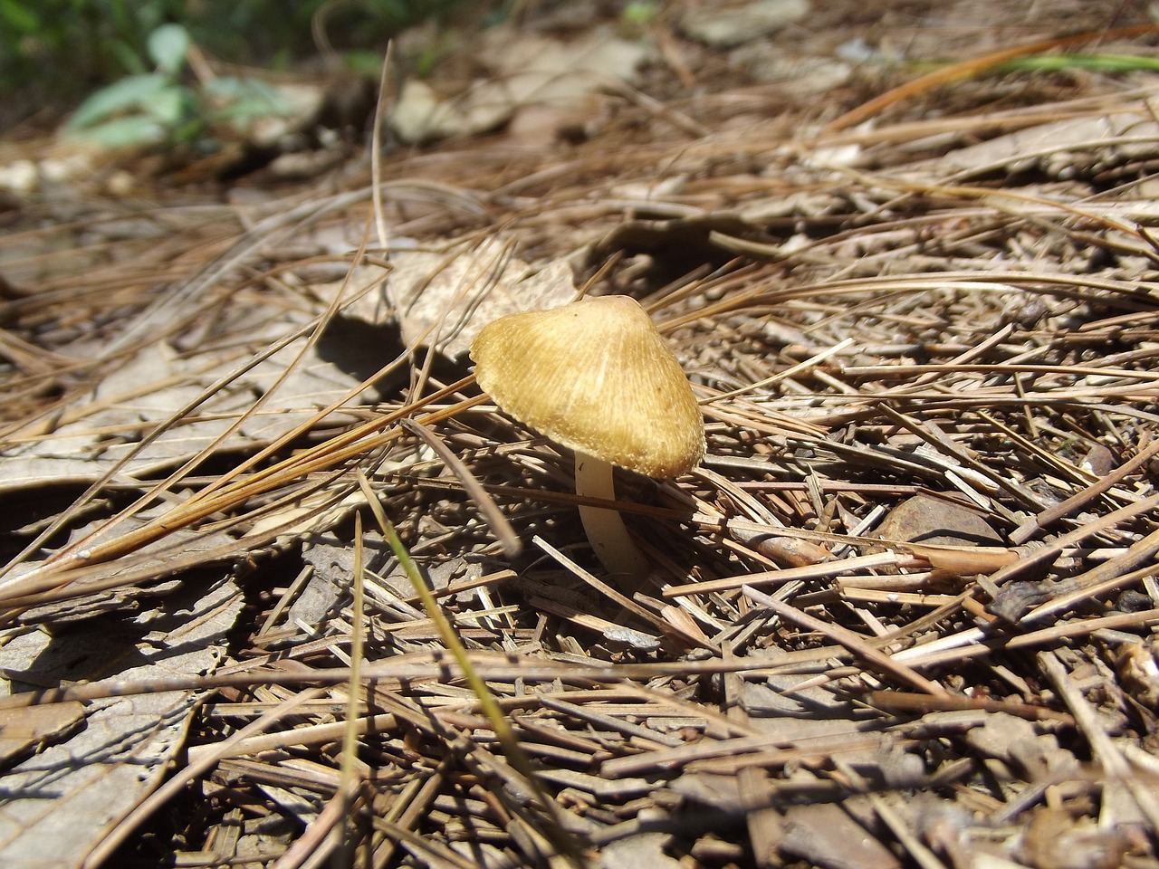 fungus nature mushroom free photo