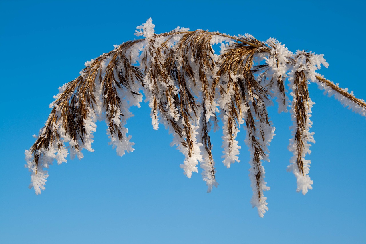 nature winter frost free photo