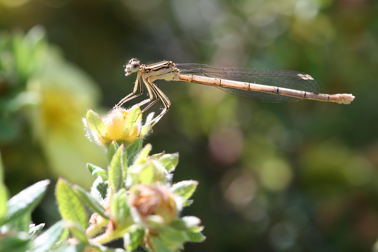 dragonfly nature insect free photo