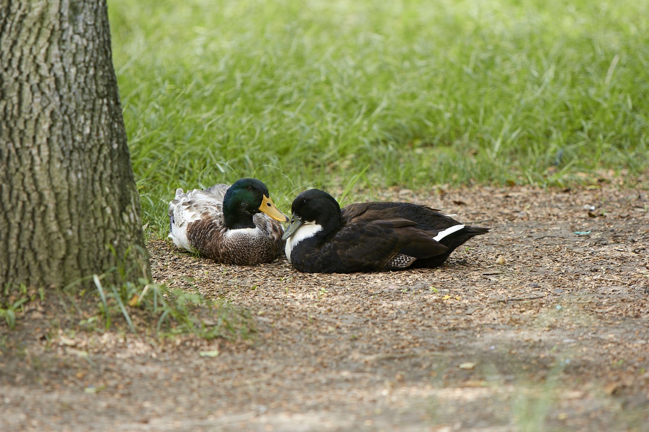 duck nature animals free photo