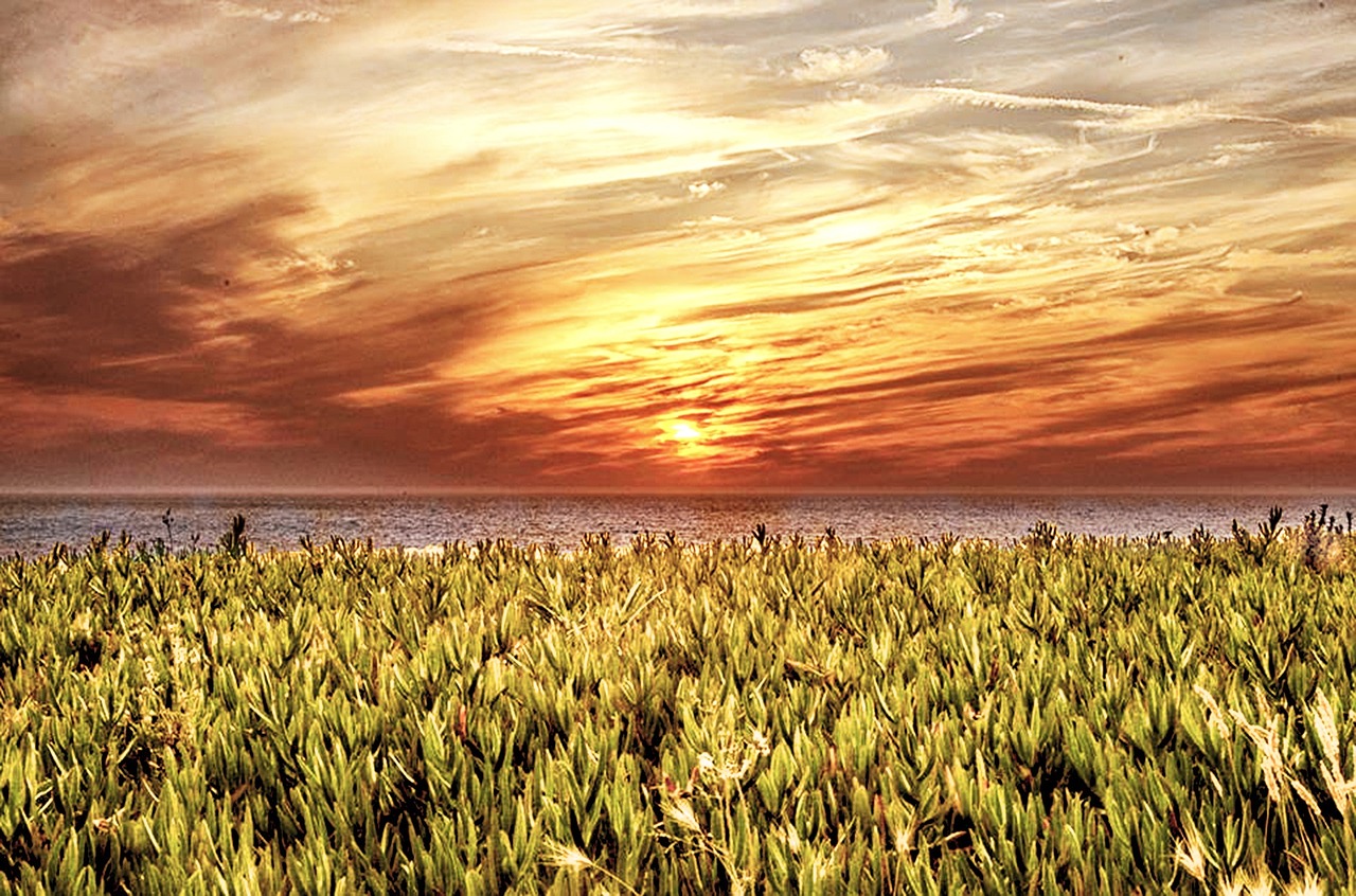 nature sunset grass free photo