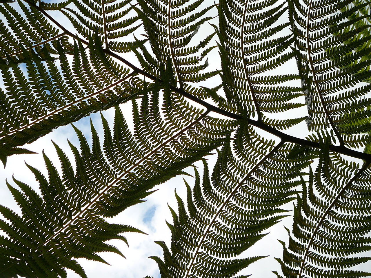 nature palm frond fern free photo