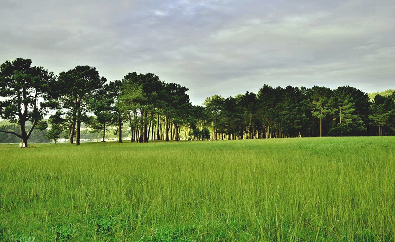 nature prado trees free photo