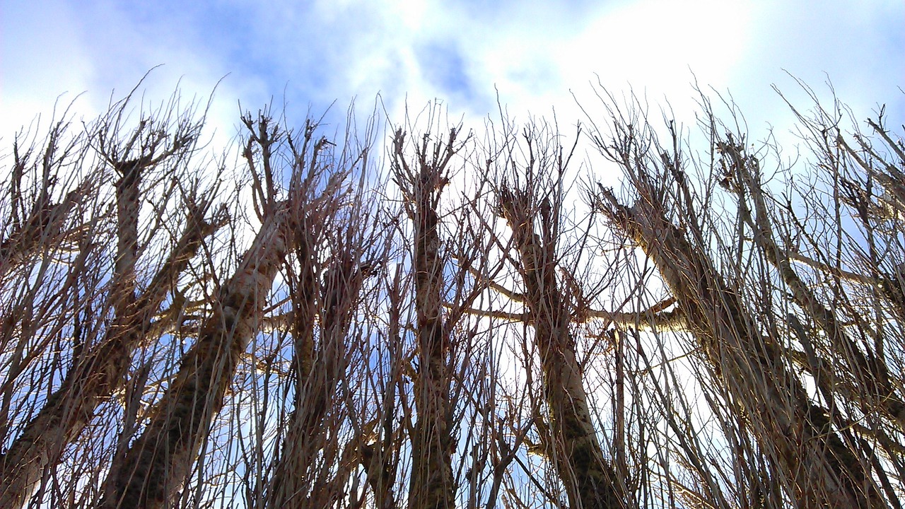 nature tree sky free photo