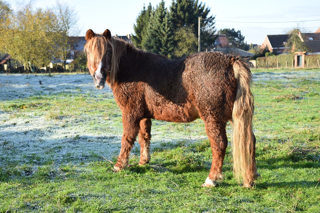 nature meadow horses free photo