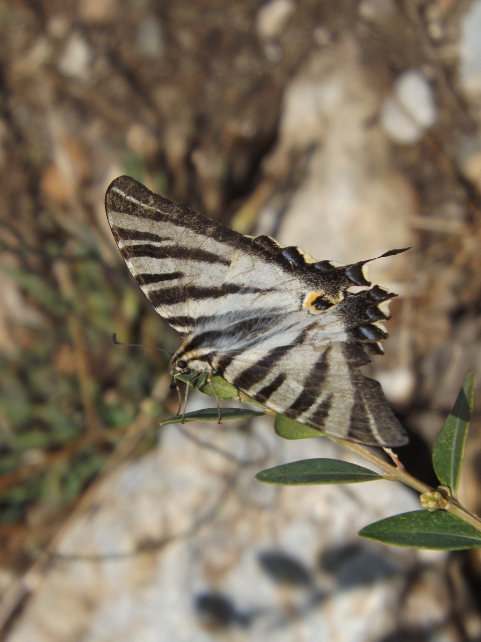 nature creek insect free photo