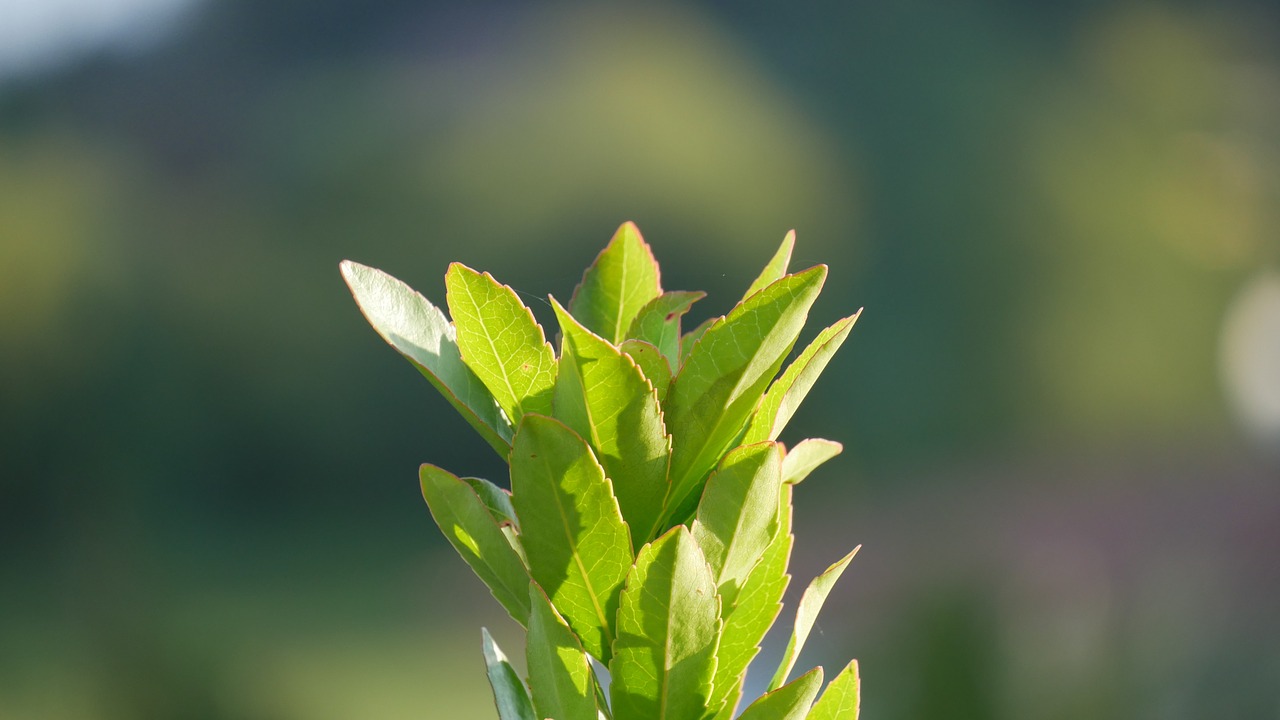 Open plant. Plant close photo.