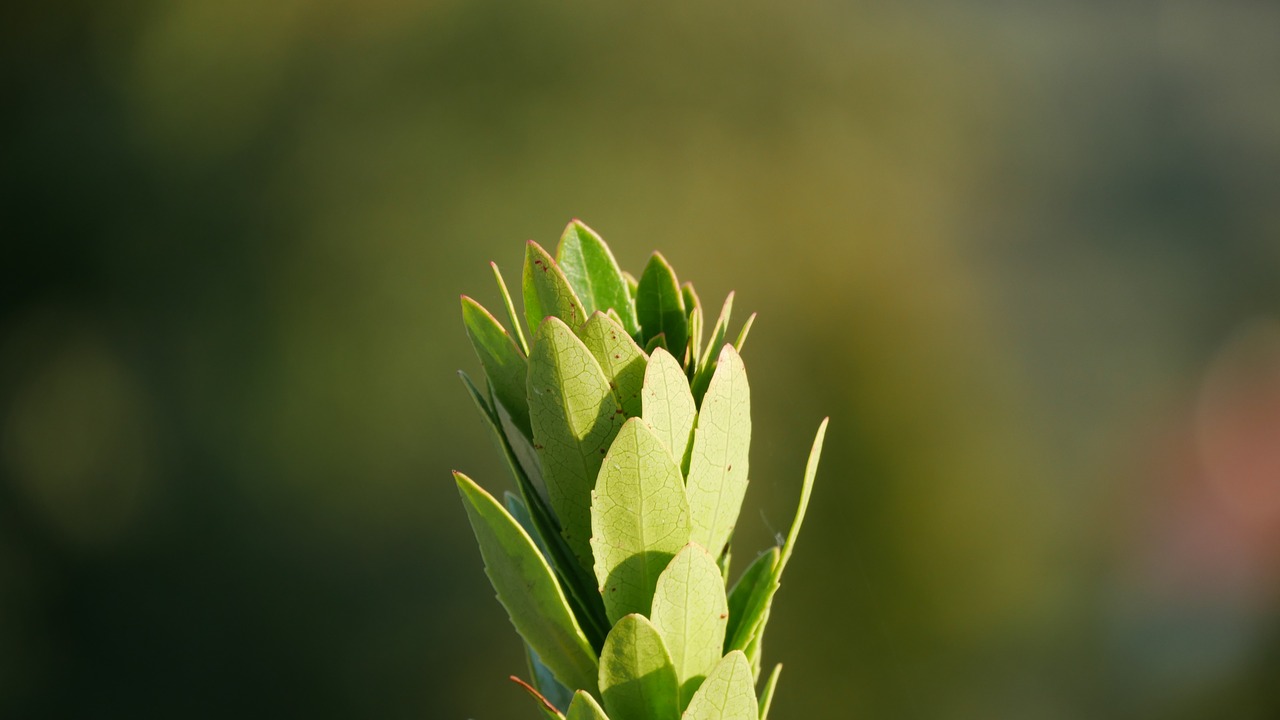 Open plant. Buds Green.