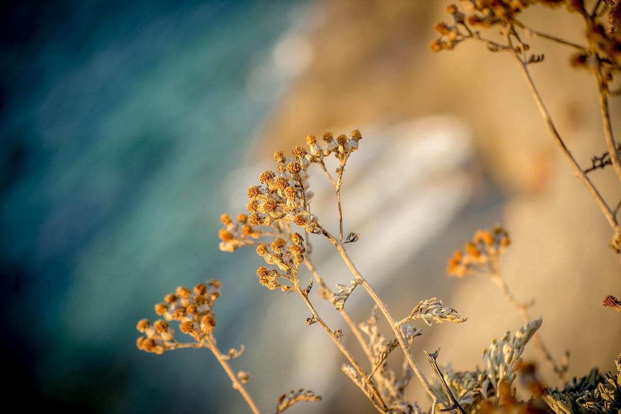 nature sea mediterranean free photo