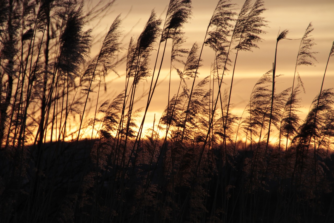 nature sunset quiet free photo