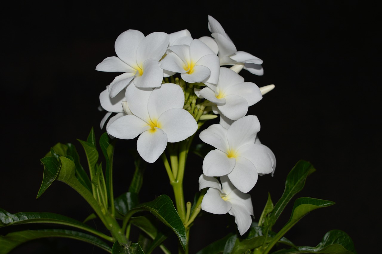 plumeria white flower yellow center free photo