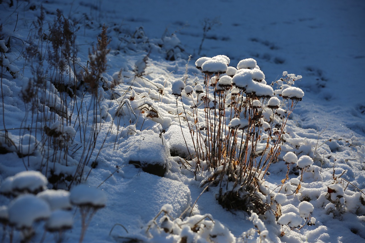 nature winter snow free photo