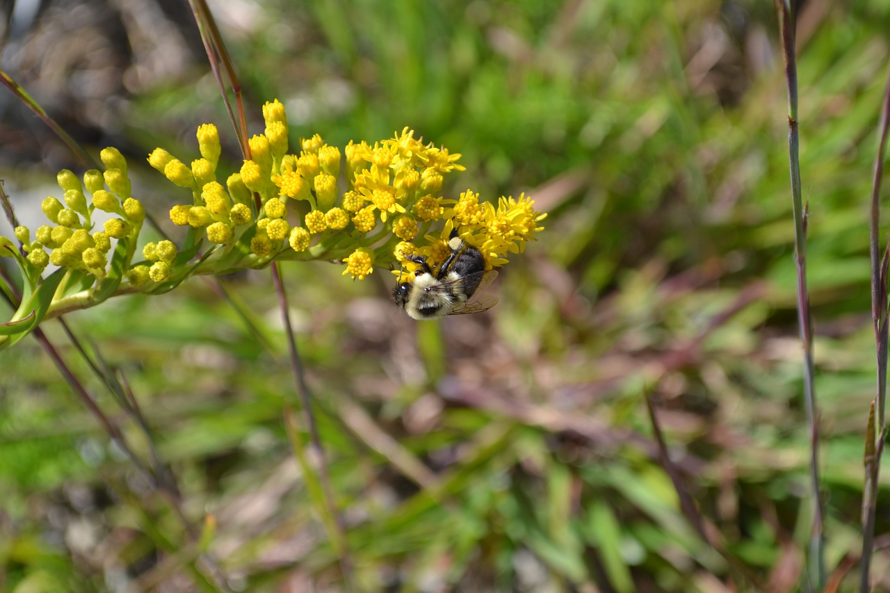 bee nature flowers free photo