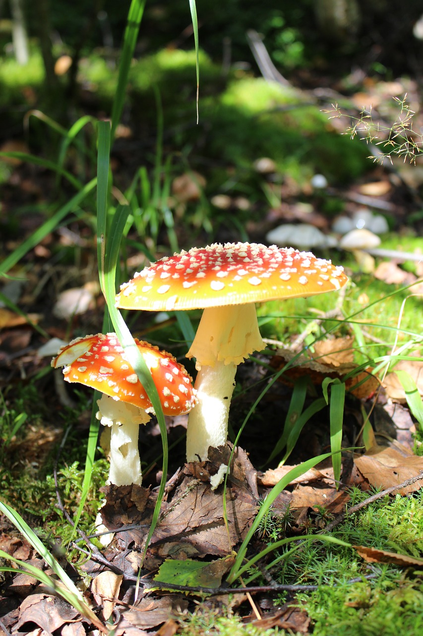 nature summer mushrooms free photo
