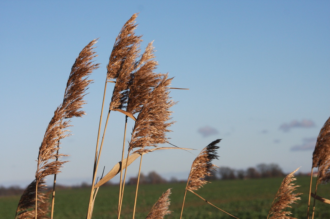 nature reed wind free photo