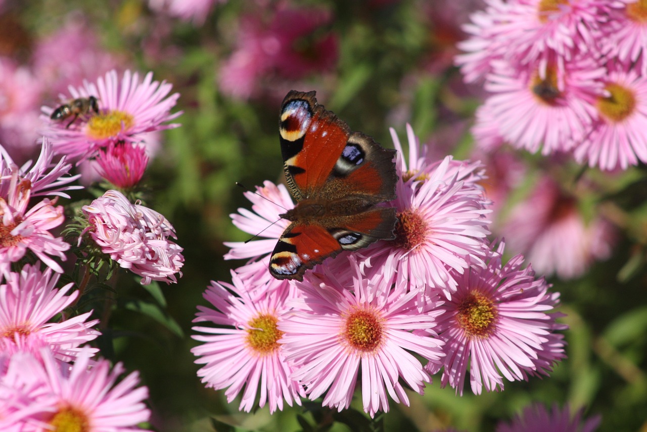 nature asters autumn free photo