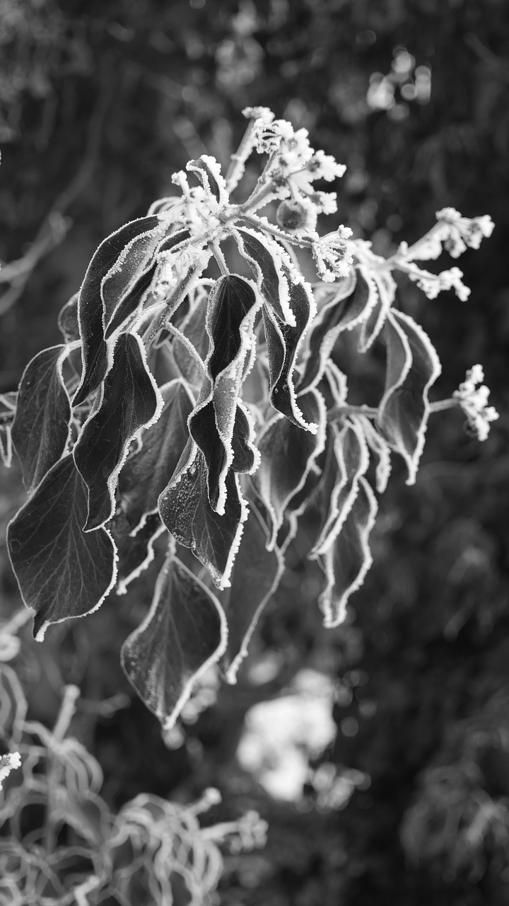 nature ivy frost free photo