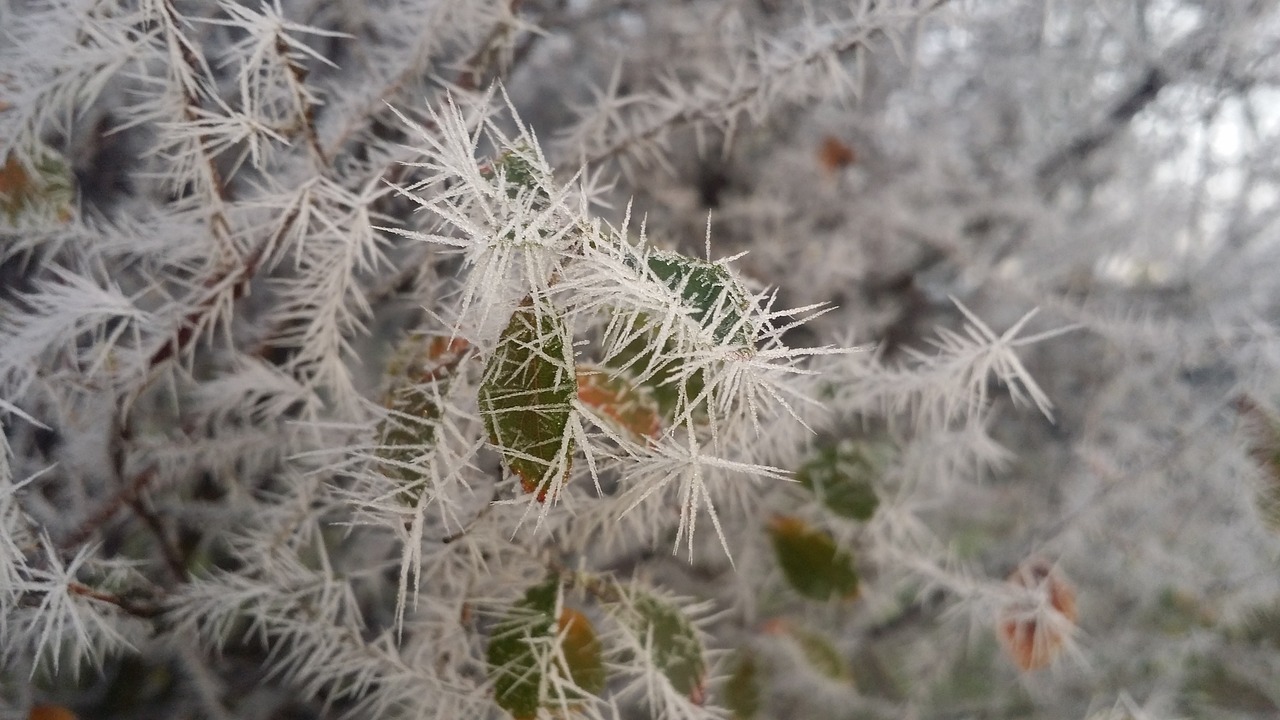 nature winter landscape free photo