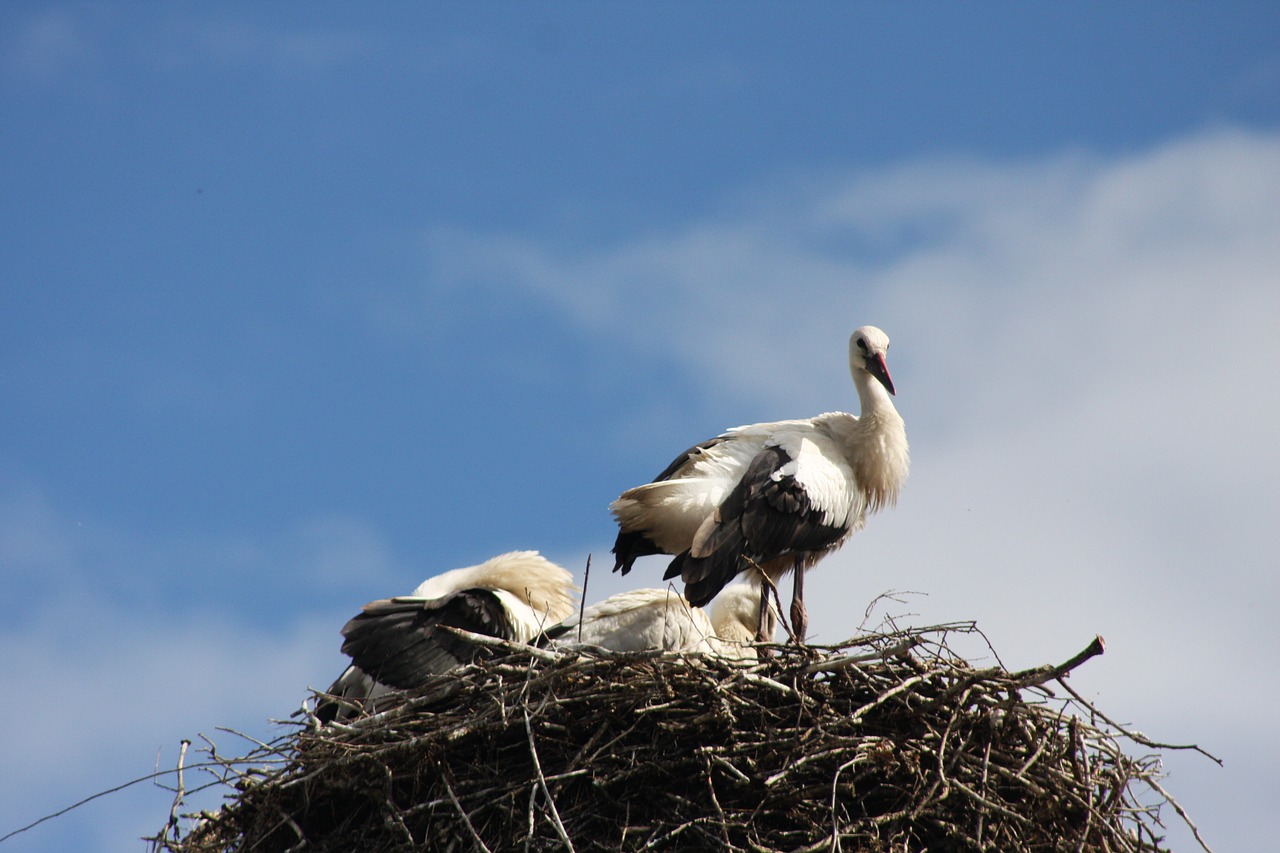 nature birds stork free photo