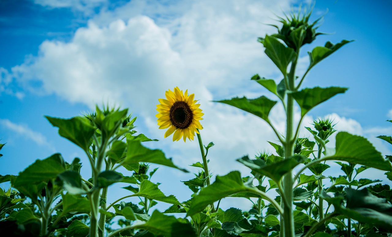 nature flowers flower free photo