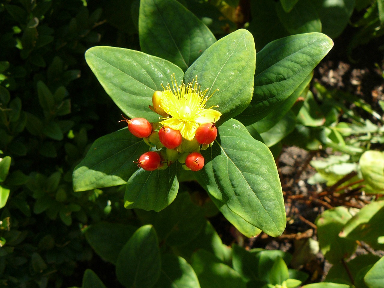 nature blossom bloom free photo