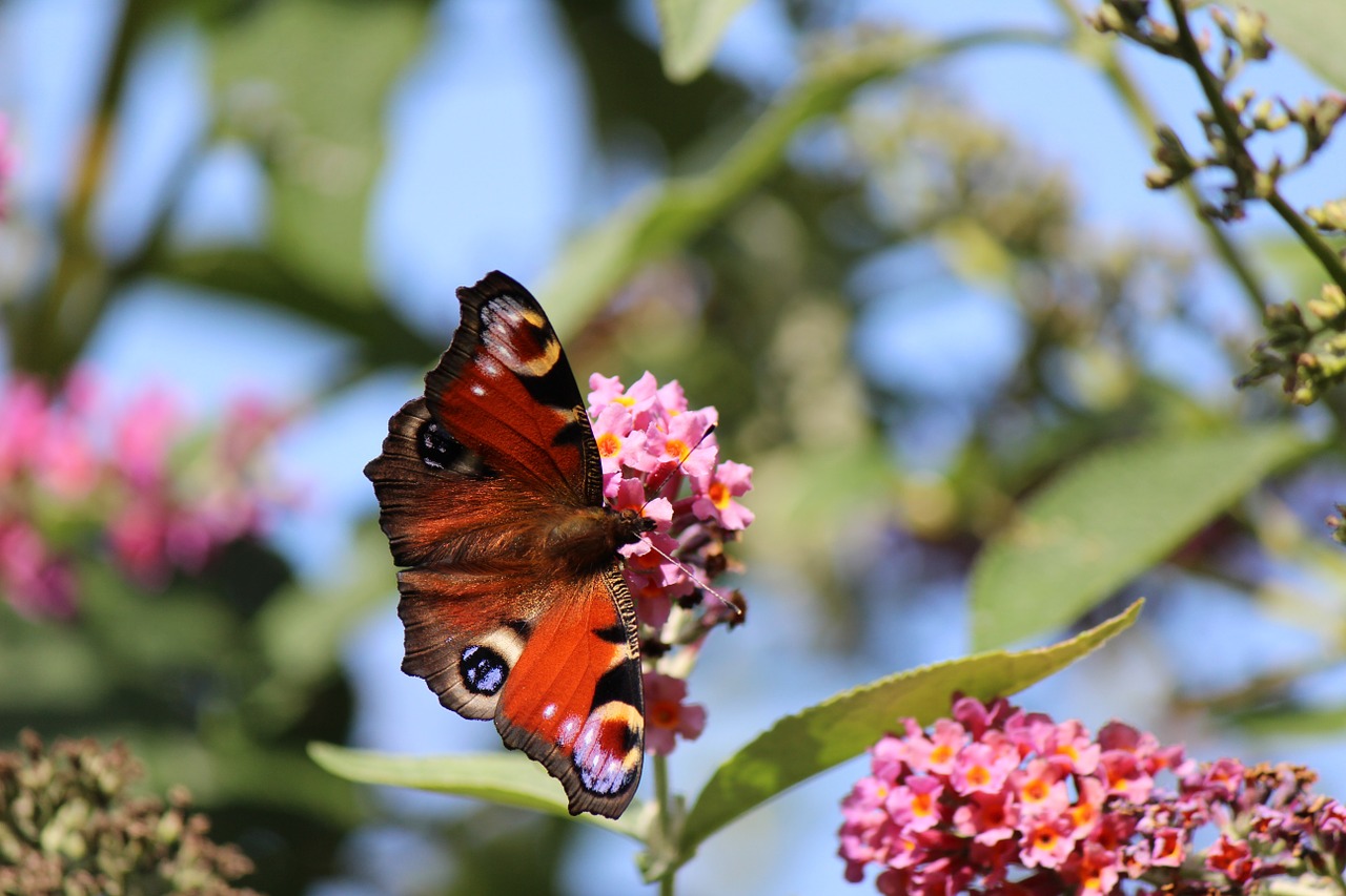 nature butterfly animal free photo