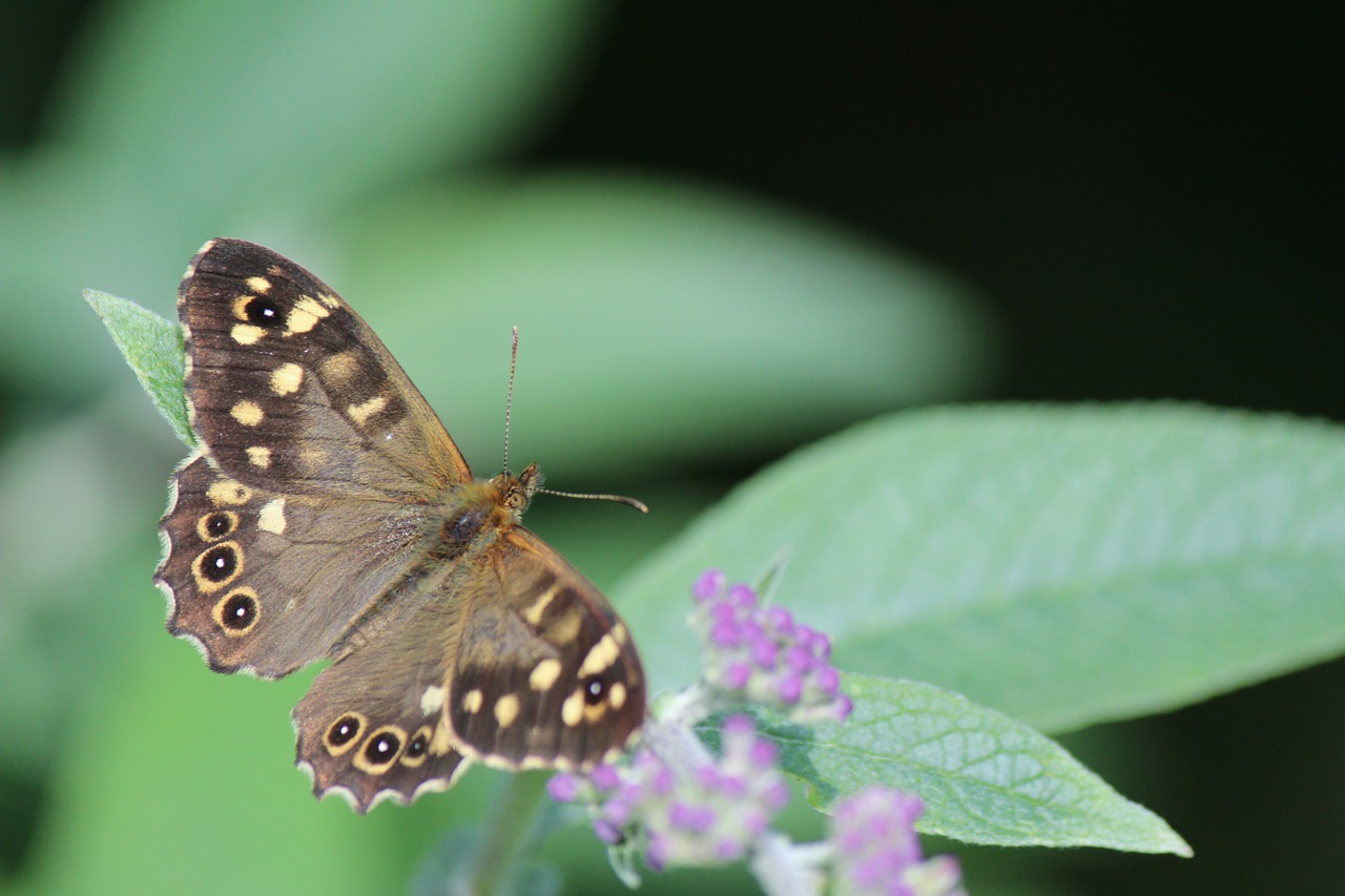 nature butterfly animal free photo