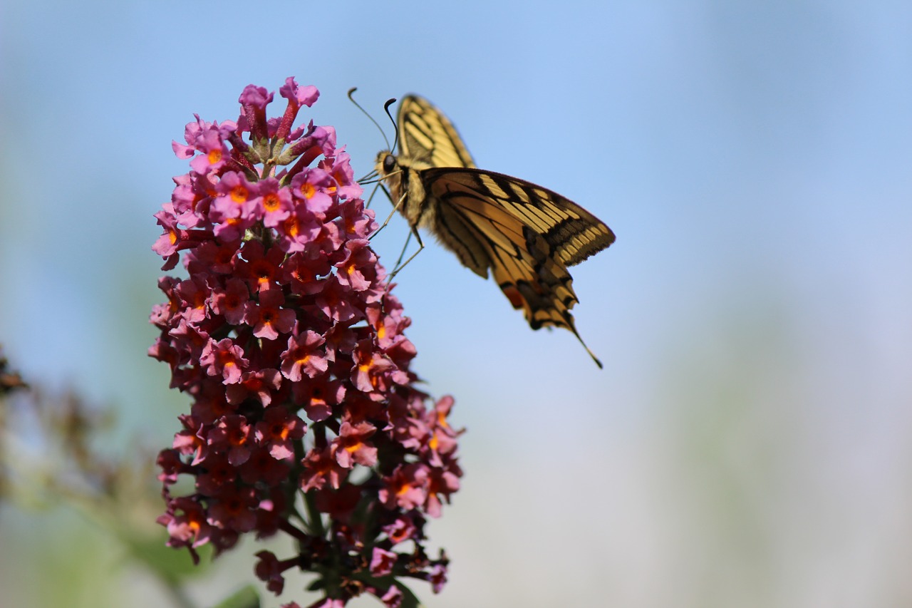 nature butterfly animal free photo