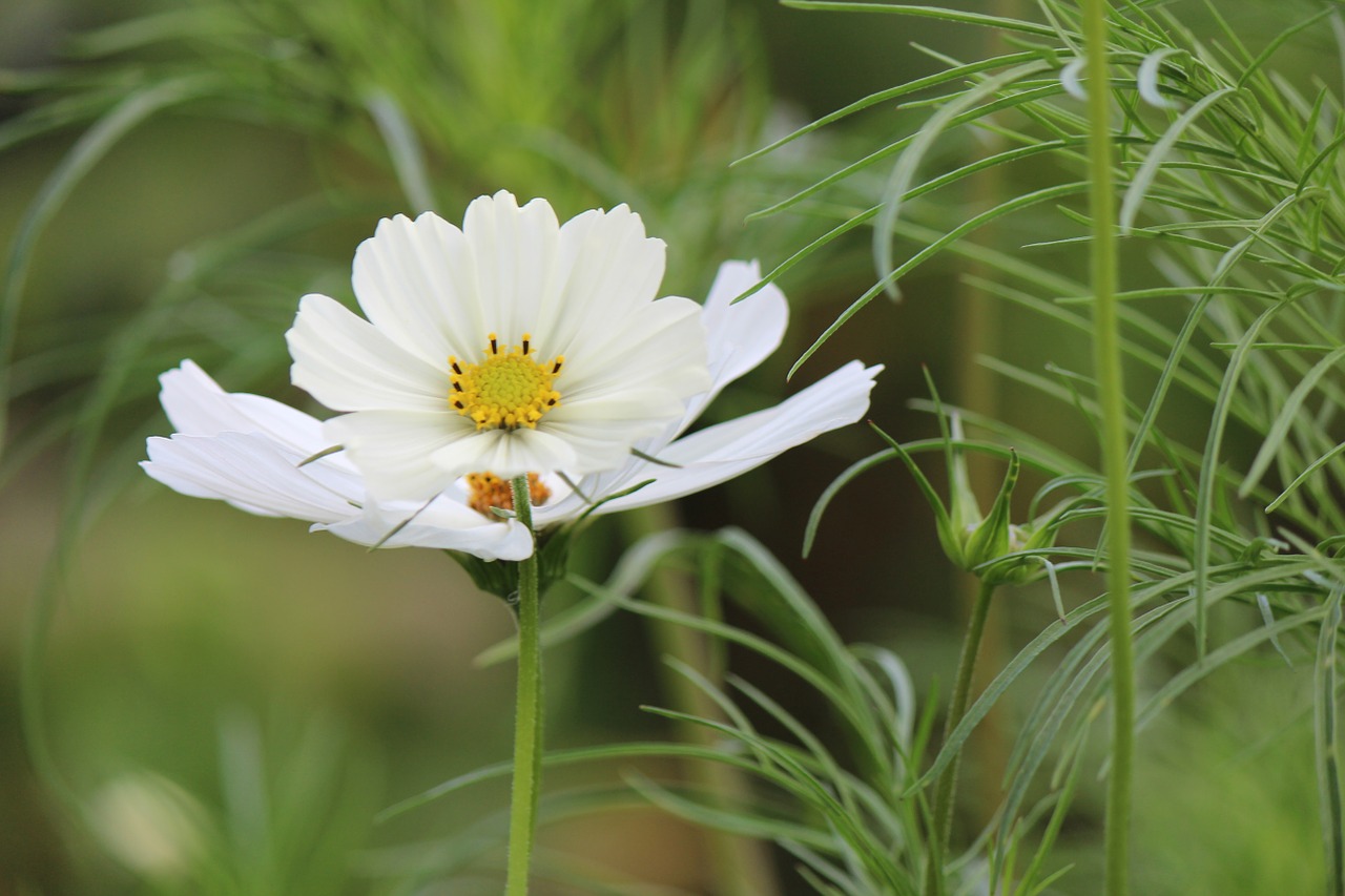 cosmos white petals nature free photo