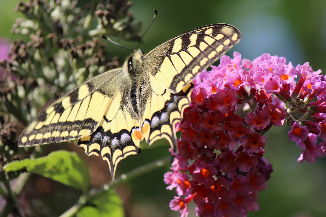 nature butterfly animal free photo